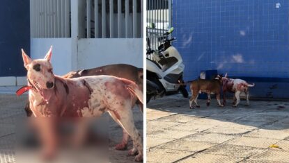 Cães se soltam e atacam gato na frente de escola na Serraria