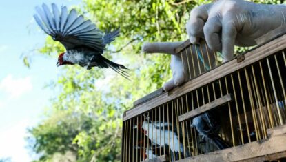 Cerca de 4 mil aves silvestres são resgatadas de cativeiros esse ano em Alagoas