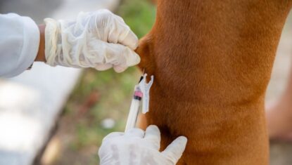 Maceió realiza 2ª etapa de vacinação antirrábica no sábado (25); veja locais