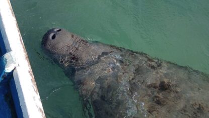Peixe-boi vítima de facada no rosto volta a ser importunado e molestado em Alagoas; VÍDEO