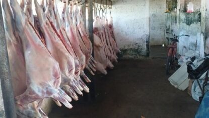 Abatedouro clandestino é flagrado em condições insalubres em União dos Palmares; proprietário é preso