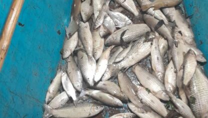 VÍDEO: centenas de peixes são encontrados mortos em lagoa de Jequiá da Praia