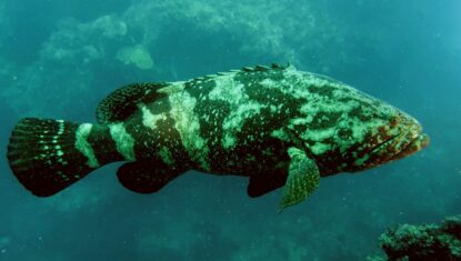 Em risco de extinção