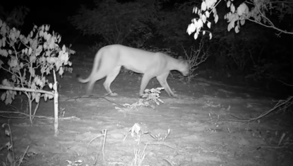 VÍDEO: Após 25 anos