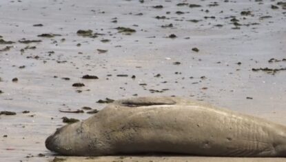 Elefante-marinho é encontrado morto e partido ao meio em Jequiá da Praia; animal pode ser “Leôncio”