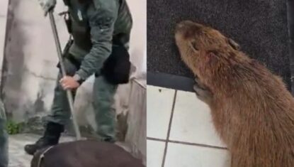 Capivara ferida após ataque de cães morre depois de ser resgatada em Maceió; VÍDEO