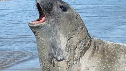 Elefante-marinho foi abatido com objeto cortante