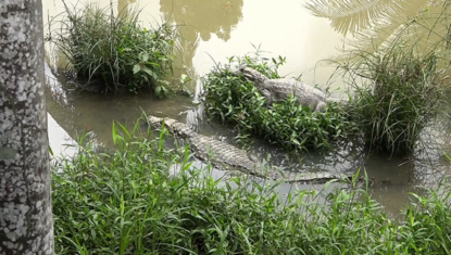 Mais de 50 jacarés vivem em criatório abandonado em Alagoas; VÍDEO
