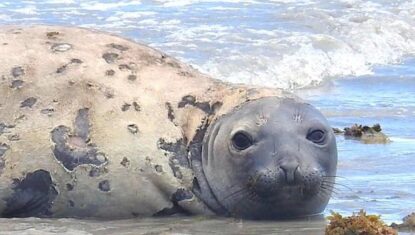 Polícia Federal vai investigar morte do elefante-marinho em Alagoas após laudo apontar crime
