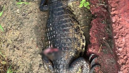 Jacaré é encontrado morto com focinho mutilado em Arapiraca; suspeita é de agressão