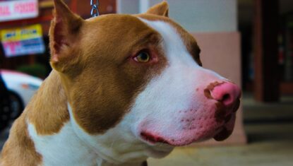 Pitbull sofre surto e ataca duas mulheres na Gruta de Lourdes