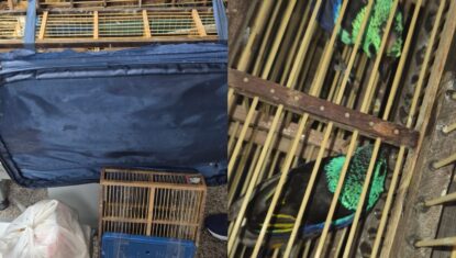 Homem é preso ao tentar embarcar com 42 pássaros na mala em aeroporto de Maceió; VÍDEO