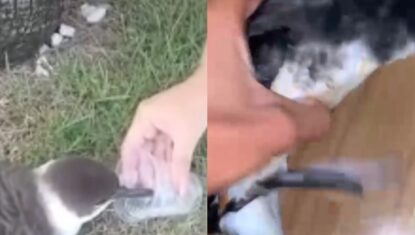 Vídeo de mulher dando água para ave em Maceió gera alerta para gripe aviária