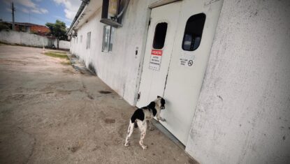 Companheiro: cão 'faz plantão' em frente a hospital até tutor receber alta médica em Rio Largo