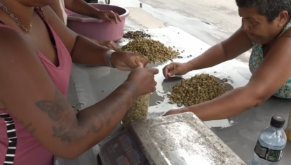 Marisqueiras denunciam falta de estrutura para trabalhar com sururu em Maceió: 'arriscamos nossa vida'