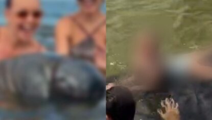 VÍDEO: turistas colocam criança sobre peixe-boi em AL; contato é crime ambiental