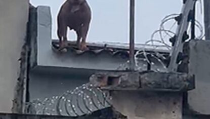VÍDEO: pitbull sobe em telhados