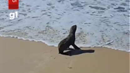 VÍDEO: lobo-marinho é flagrado por banhistas em praia de AL; aparição é rara