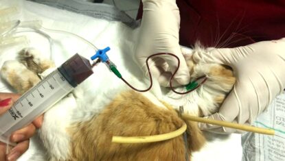 Doação de sangue animal: Hemocev tem estoque baixo em AL