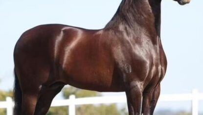 MP denuncia empresa de rações por morte de 80 cavalos e prejuízo de R$ 82 milhões em haras de AL