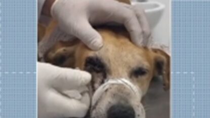 Cachorro é baleado por arma de pressão e passa por cirurgia para remover olho em Alagoas