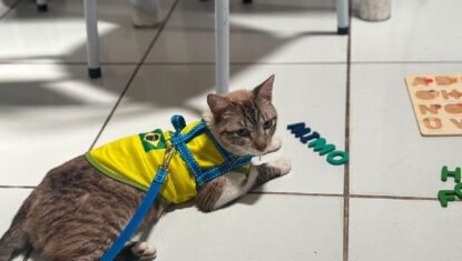 Gato desaparecido em Alagoas é encontrado a 600 km de distância no RN por causa de DDD na coleira