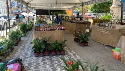 Feira de Flores de Holambra tem mais de 200 espécies a partir de R$ 5 em Maceió