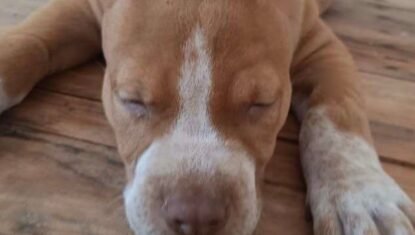 Homem é indiciado em AL por anunciar corte de orelhas de animais em grupo de mensagens