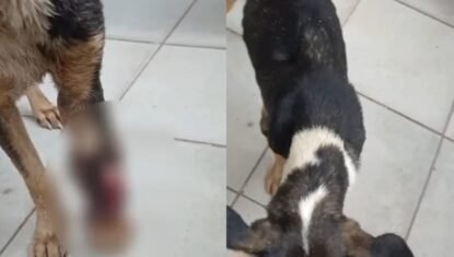 Cão morre após suposta ingestão de vidro em Maceió; duas mulheres são indiciadas